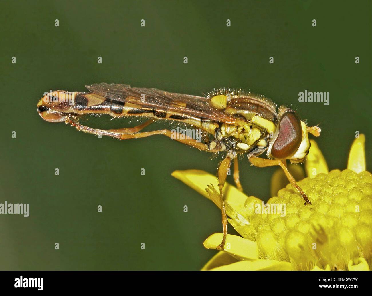 Moscato volante comune Sphaerophoria scripta maschio Foto Stock
