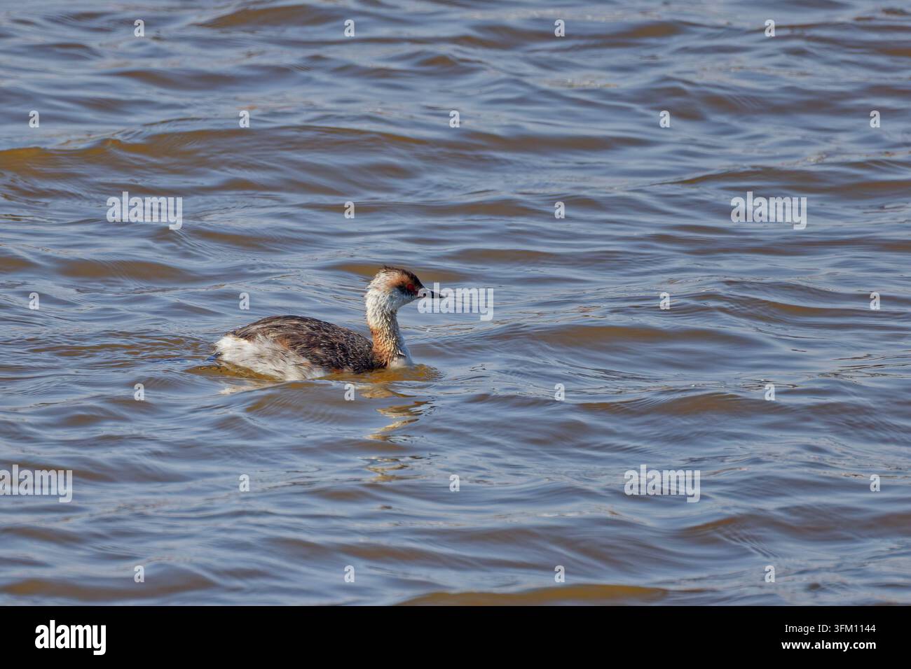 Adulto non riproduttivo di gallinula cornuta che nuota nell'acqua. Adulto non riproduttivo di gallinula cornuta che nuota nell'acqua. Foto Stock