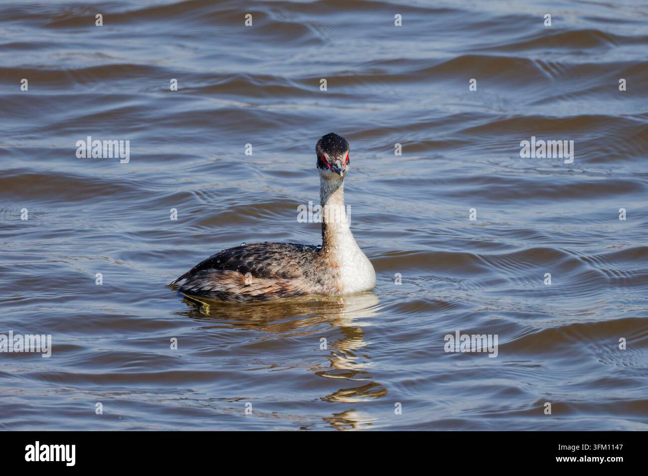 Adulto non riproduttivo di gallinula cornuta che nuota nell'acqua. Adulto non riproduttivo di gallinula cornuta che nuota nell'acqua. Foto Stock