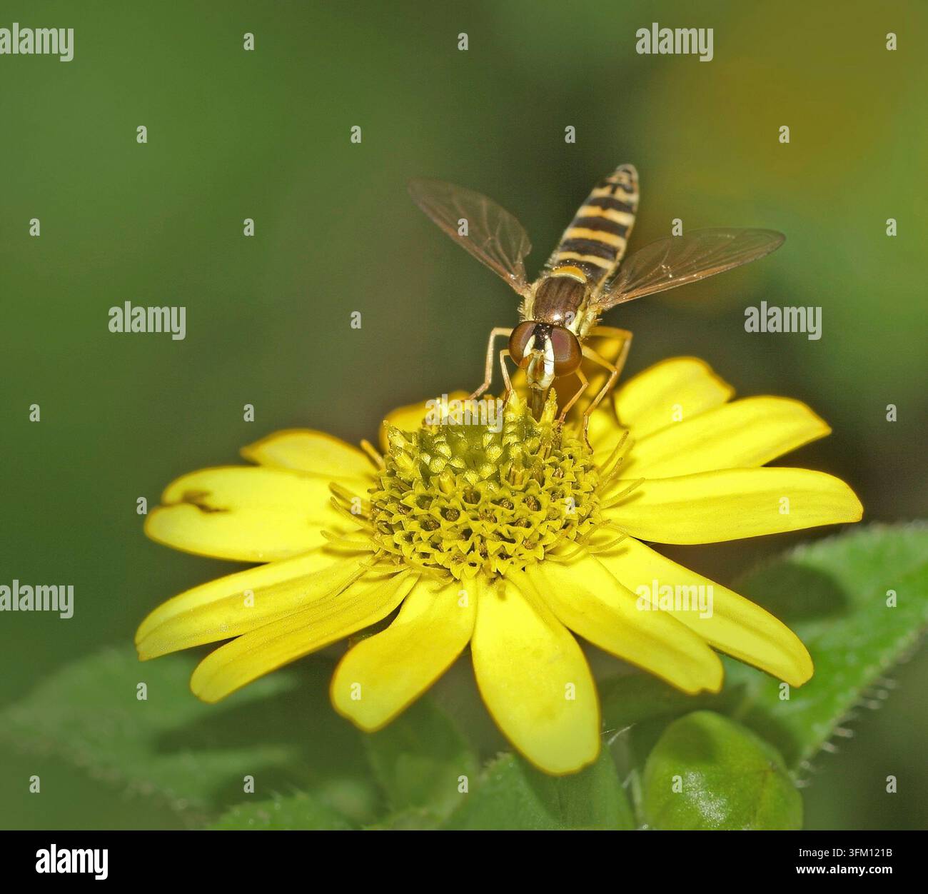Moscarda comune Sphaerophoria scripta, femmina Foto Stock