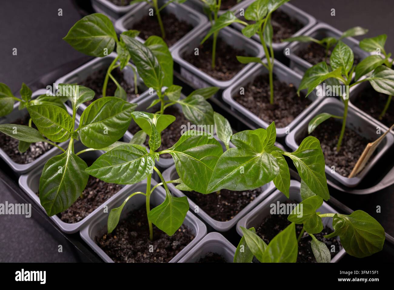 Piccoli germogli di peperoni verdi crescono con audacia in piccoli vasi quadrati di plastica, pronti per il trapianto, simboleggiando nuovi inizi, giardinaggio e una vita sana e sostenibile Foto Stock