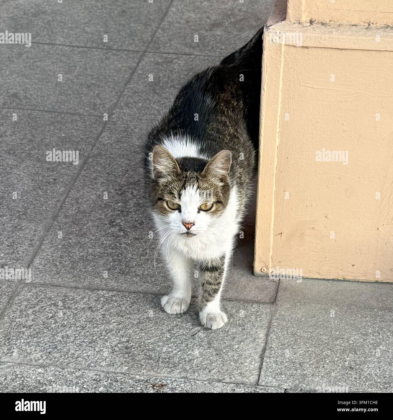 Gatto tigrato randagio in piedi vicino a una colonna dell'edificio - Immagine stock catturata con smartphone