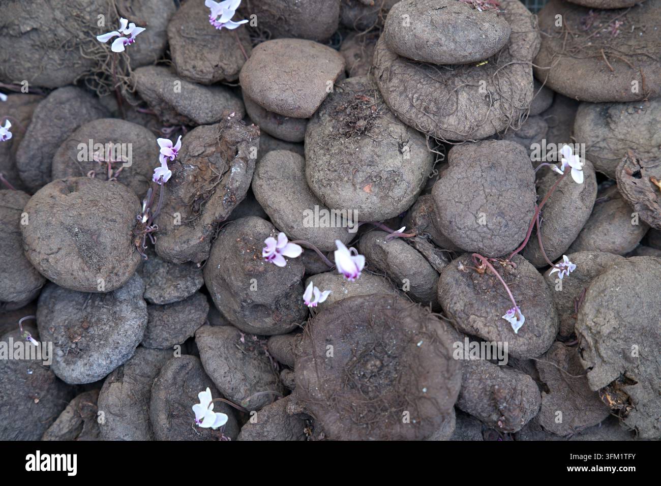Tubercoli di ciclamino, che iniziano a germogliare e a mandare fiori delicati. Foto di alta qualità Foto Stock