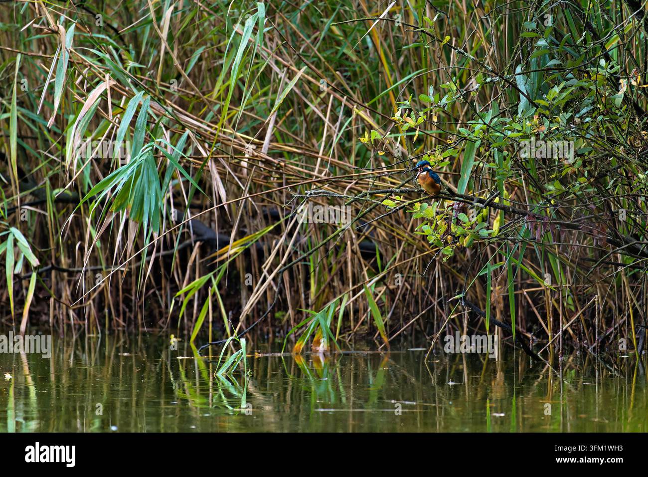 Martin pescatore comune (Alcedo atthis) seduto su un ramo sottile, che osserva l'acqua in cerca di pesci Foto Stock