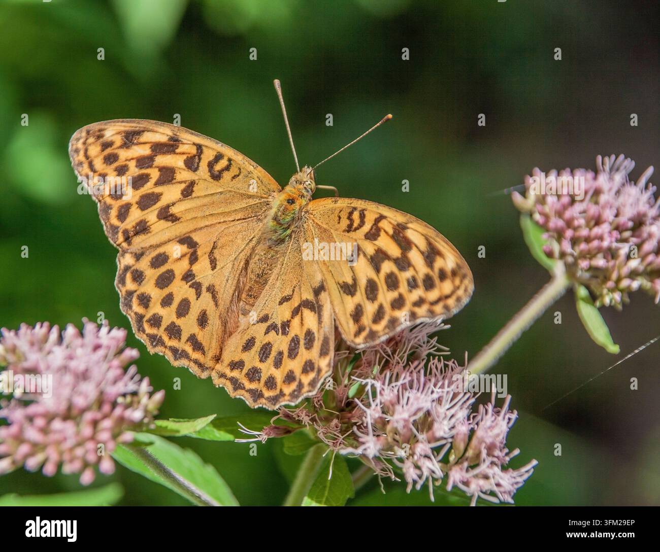 Mantello imperiale Argynnis paphia Foto Stock