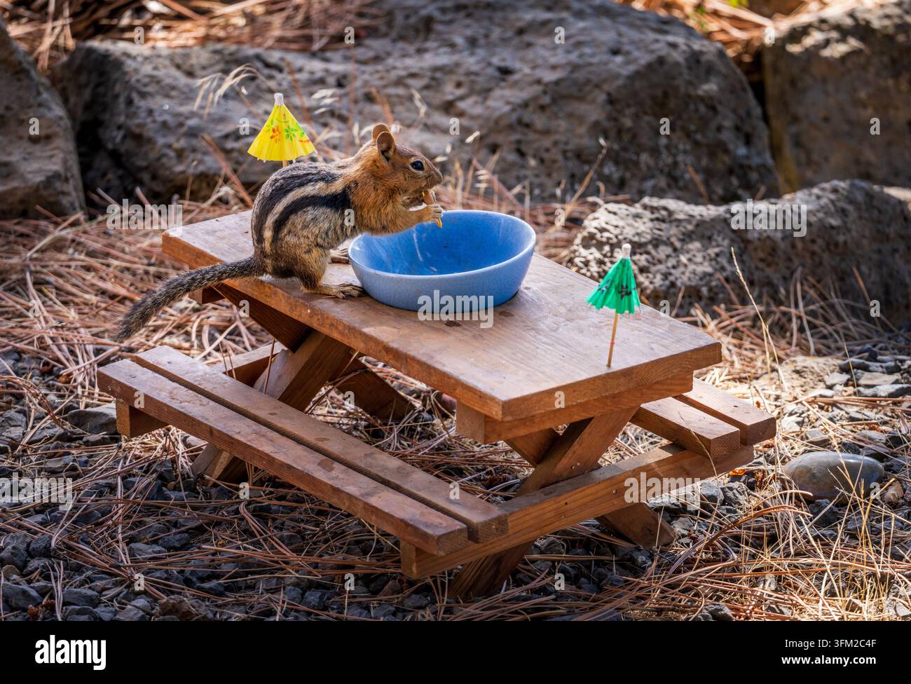 Uno scoiattolo terraguay dorato mangia da una ciotola blu su un tavolo da picnic in miniatura di legno. La scena è ambientata tra grandi rocce vulcaniche Foto Stock