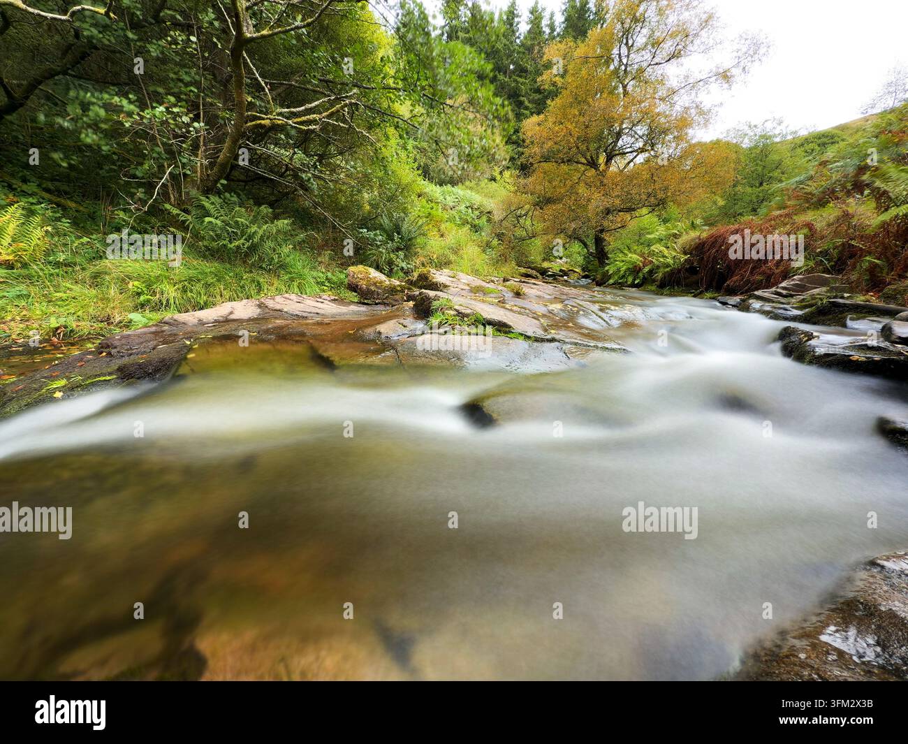 Il fiume Caerfanell che scorre attraverso il bosco di Blaun-y-glyn, Bannau Brycheiniog (Brecon Beacons) - Immagine stock catturata con smartphone