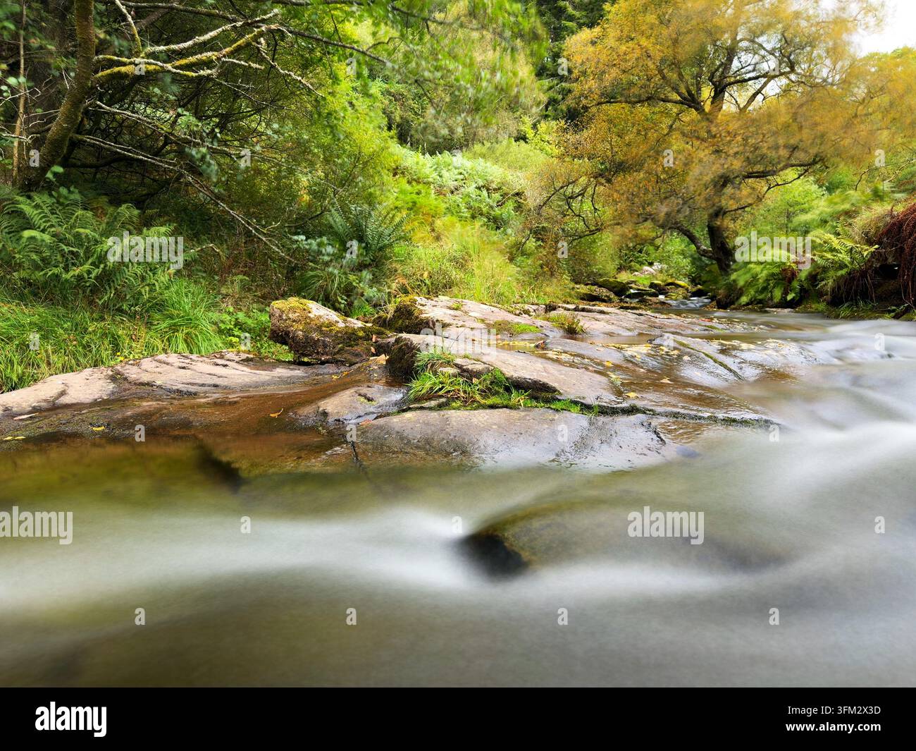 Il fiume Caerfanell che scorre attraverso il bosco di Blaun-y-glyn, Bannau Brycheiniog (Brecon Beacons) - Immagine stock catturata con smartphone