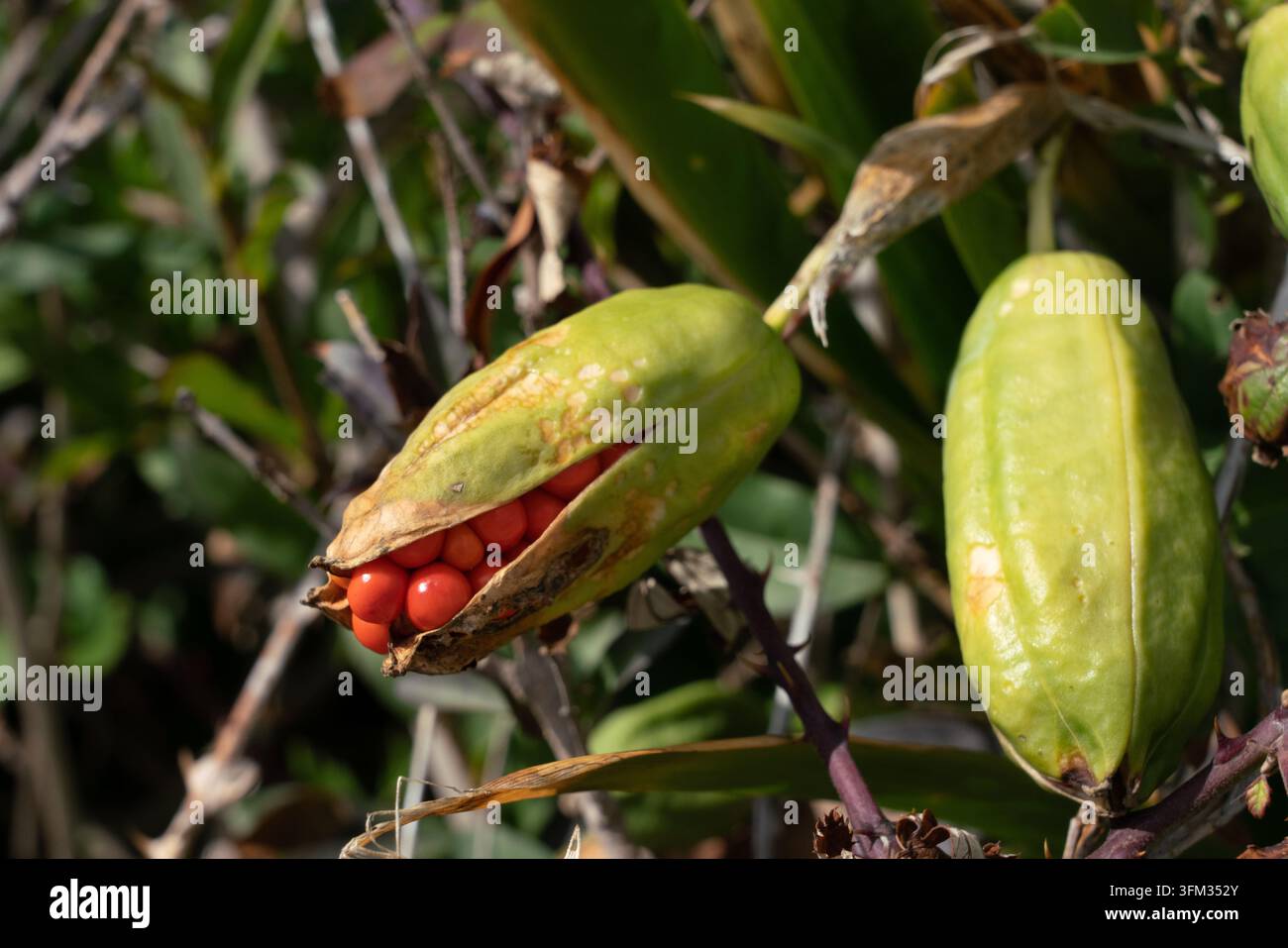 Le capsule di semi di iris si aprono per rivelare semi arancioni brillanti per la propagazione naturale lungo il England Coast Path. Foto Stock