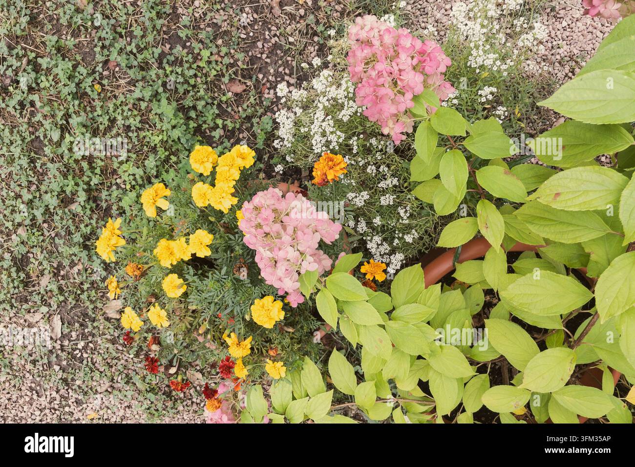 Ortensia rosa in vaso, calendule e alisso in fiore nel giardino, vista dall'alto - Immagine stock catturata con smartphone
