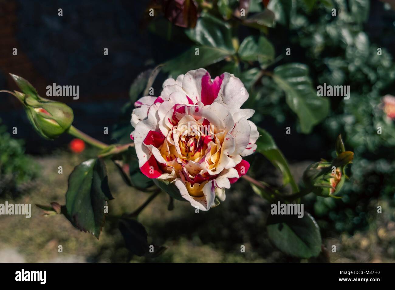 Rosa bicolore a strisce in fiore nel giardino all'aperto con illuminazione naturale - Immagine stock catturata con smartphone