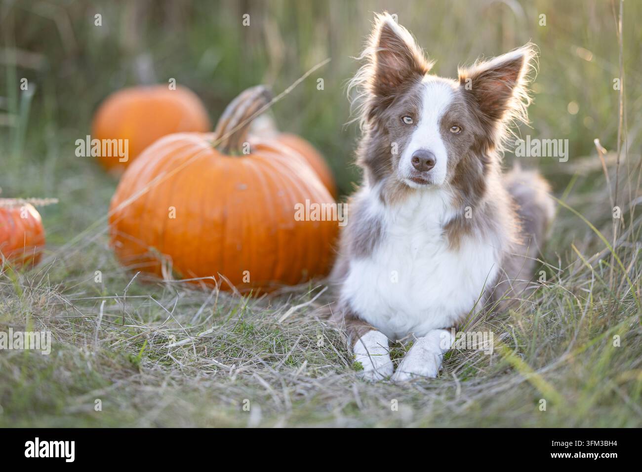 Border Collie che riposa accanto a un grande zucca arancione in un prato autunnale Foto Stock