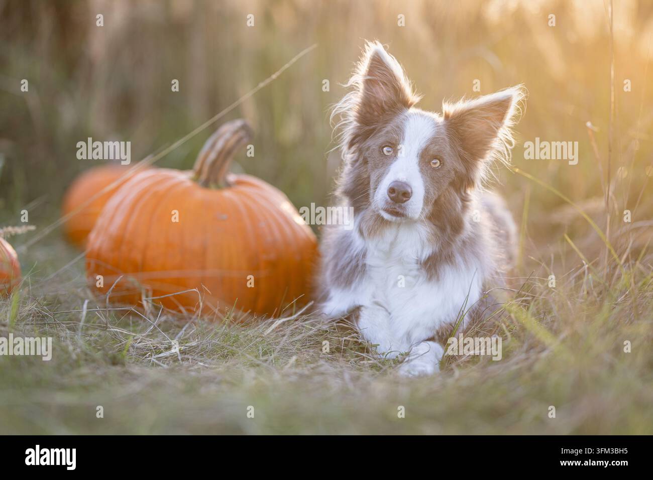 Border Collie che riposa accanto a un grande zucca arancione in un prato autunnale Foto Stock