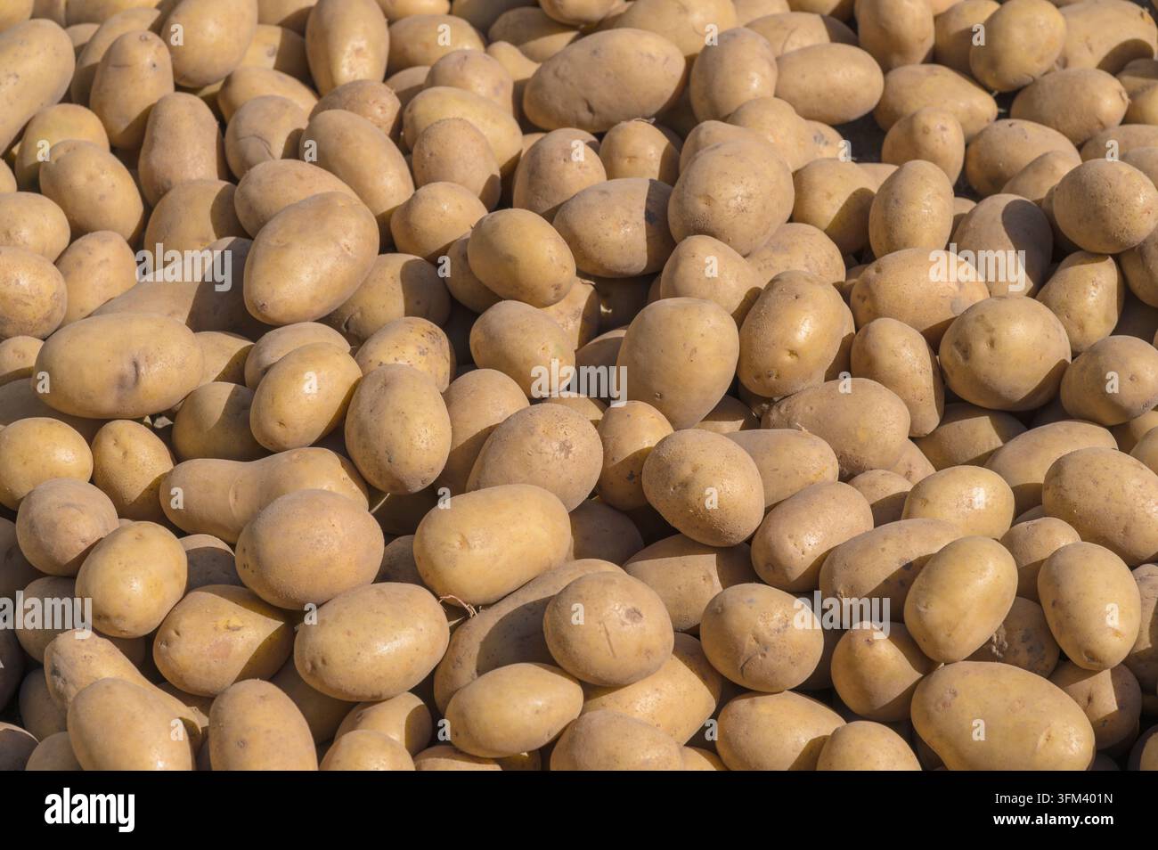 Patate crude fresche raccolte e pronte per la preparazione alimentare Foto Stock