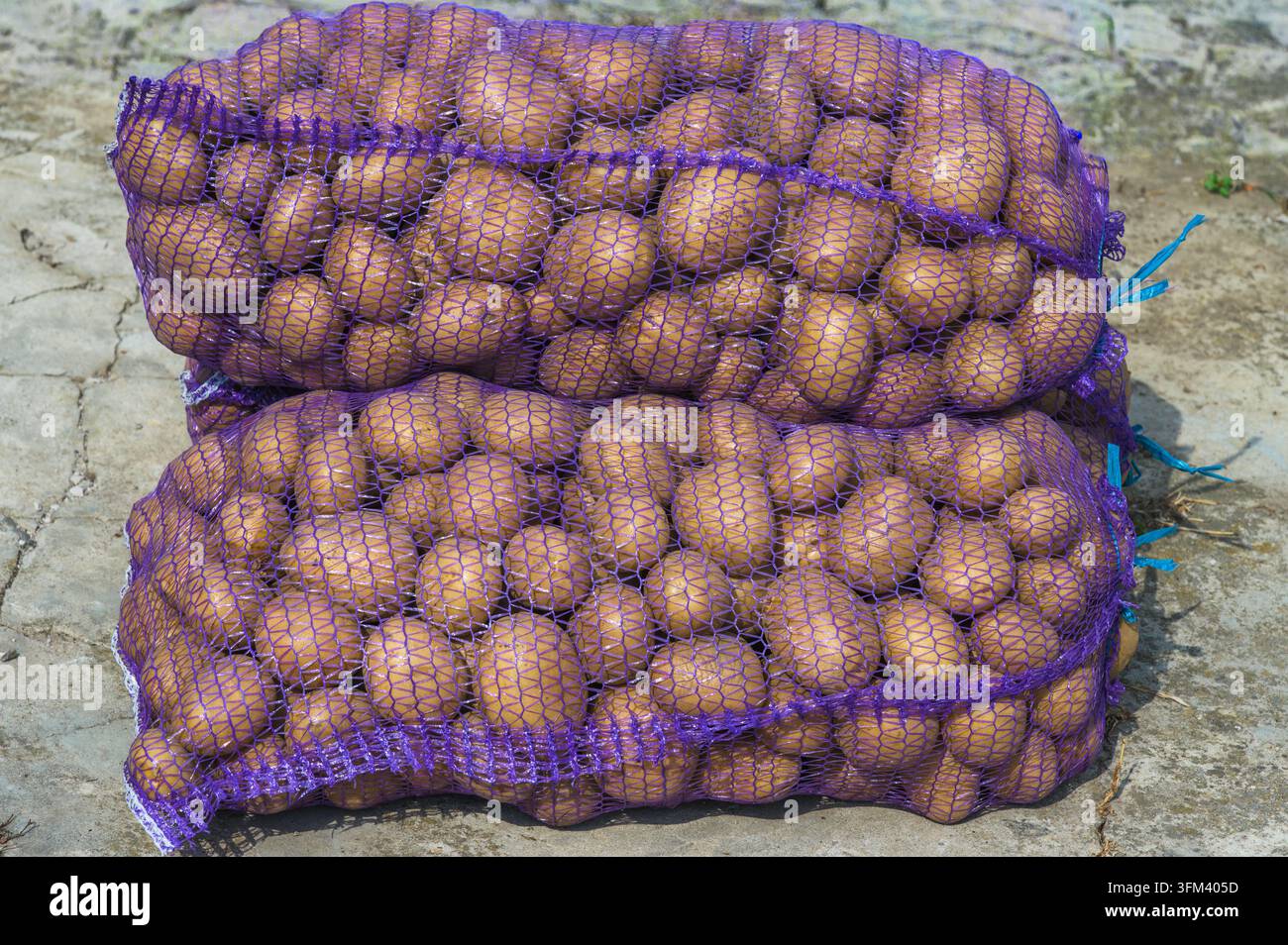 Patate fresche confezionate in sacchi a rete viola Foto Stock