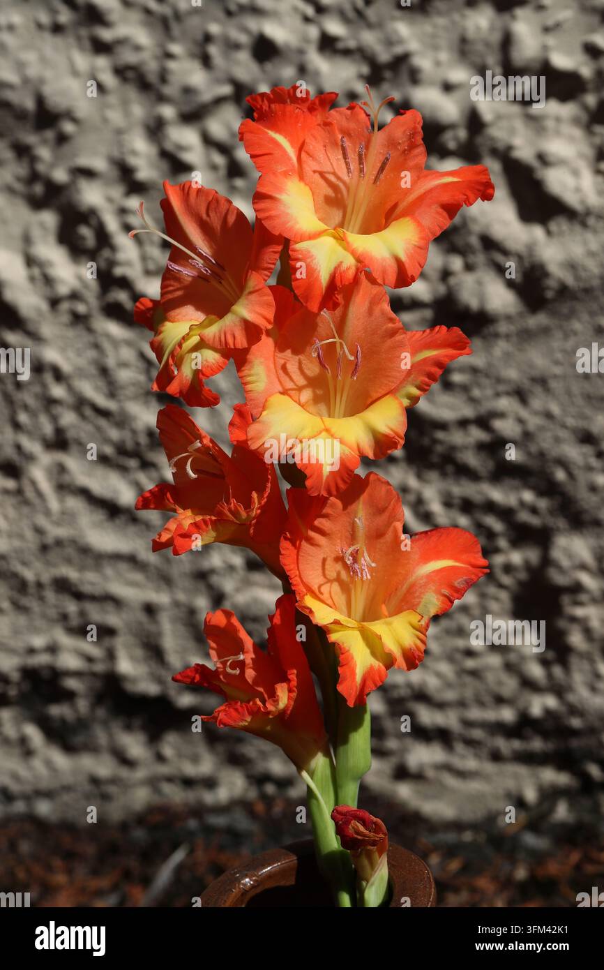 Fiori di gladiolo arancioni e gialli "Princess Margaret Rose", Iridaceae. Ibrido, Regno Unito. Foto Stock