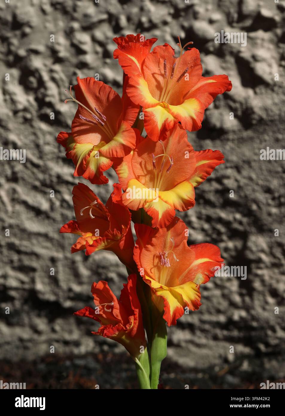 Fiori di gladiolo arancioni e gialli "Princess Margaret Rose", Iridaceae. Ibrido, Regno Unito. Foto Stock