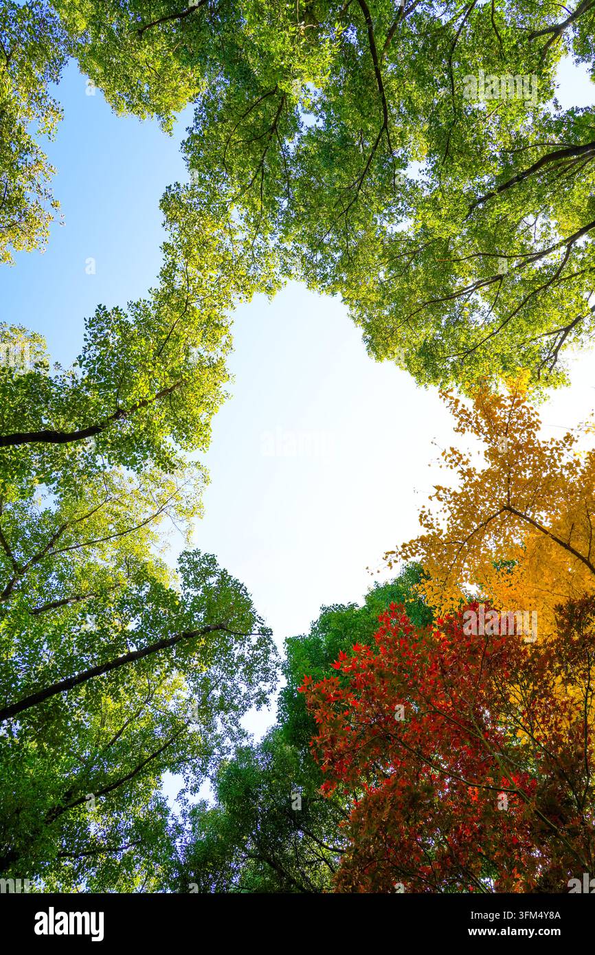 Fotografia verticale ad angolo basso di una cornice a forma di cuore formata dalla chioma degli alberi e dalle foglie autunnali su un cielo blu. Foto Stock