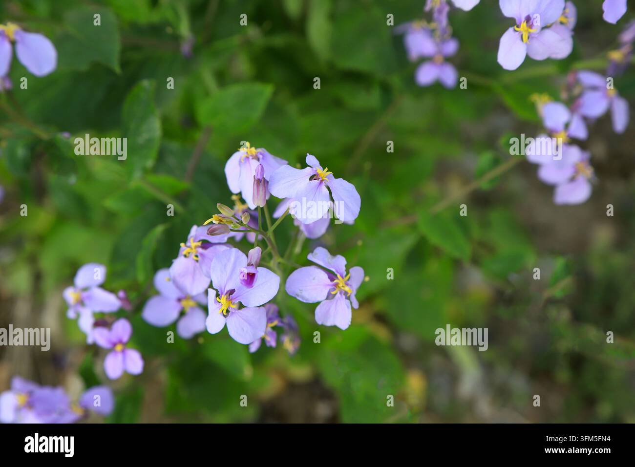 In primavera, fiori viola chiaro di Orychophragmus violaceus sbocciano a grappoli nella natura. I petali pastello morbidi con stami gialli e verde sfocato f Foto Stock