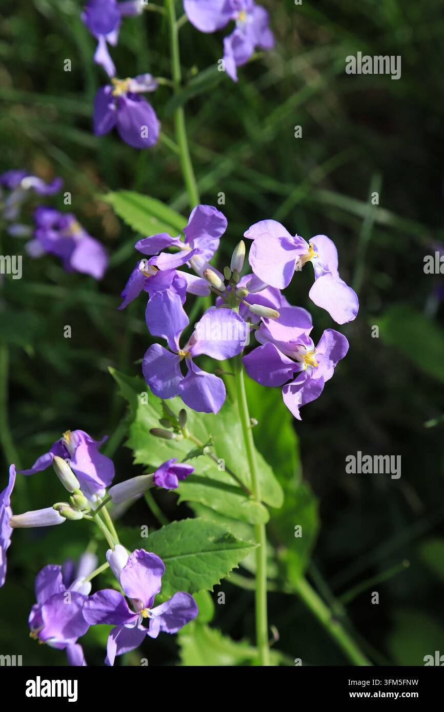 In primavera, fiori viola chiaro di Orychophragmus violaceus sbocciano a grappoli nella natura. I petali pastello morbidi con stami gialli e verde sfocato f Foto Stock