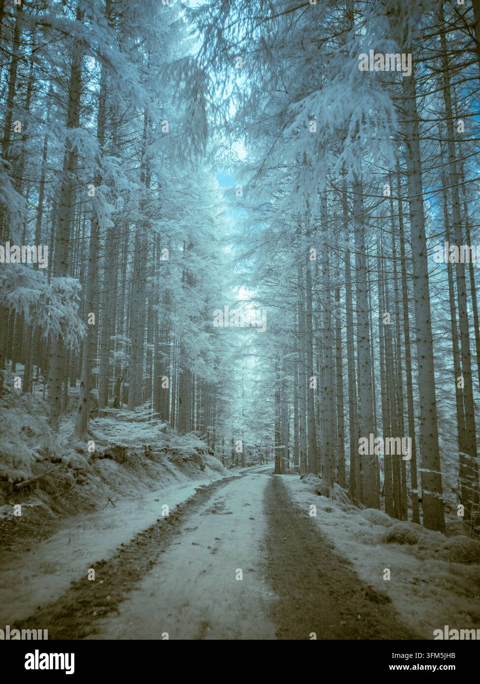 Una strada forestale è visibile, fiancheggiata da alti alberi con rami che si protendono verso il cielo. La scena è stata catturata utilizzando un filtro infrarosso, migliorando il Foto Stock