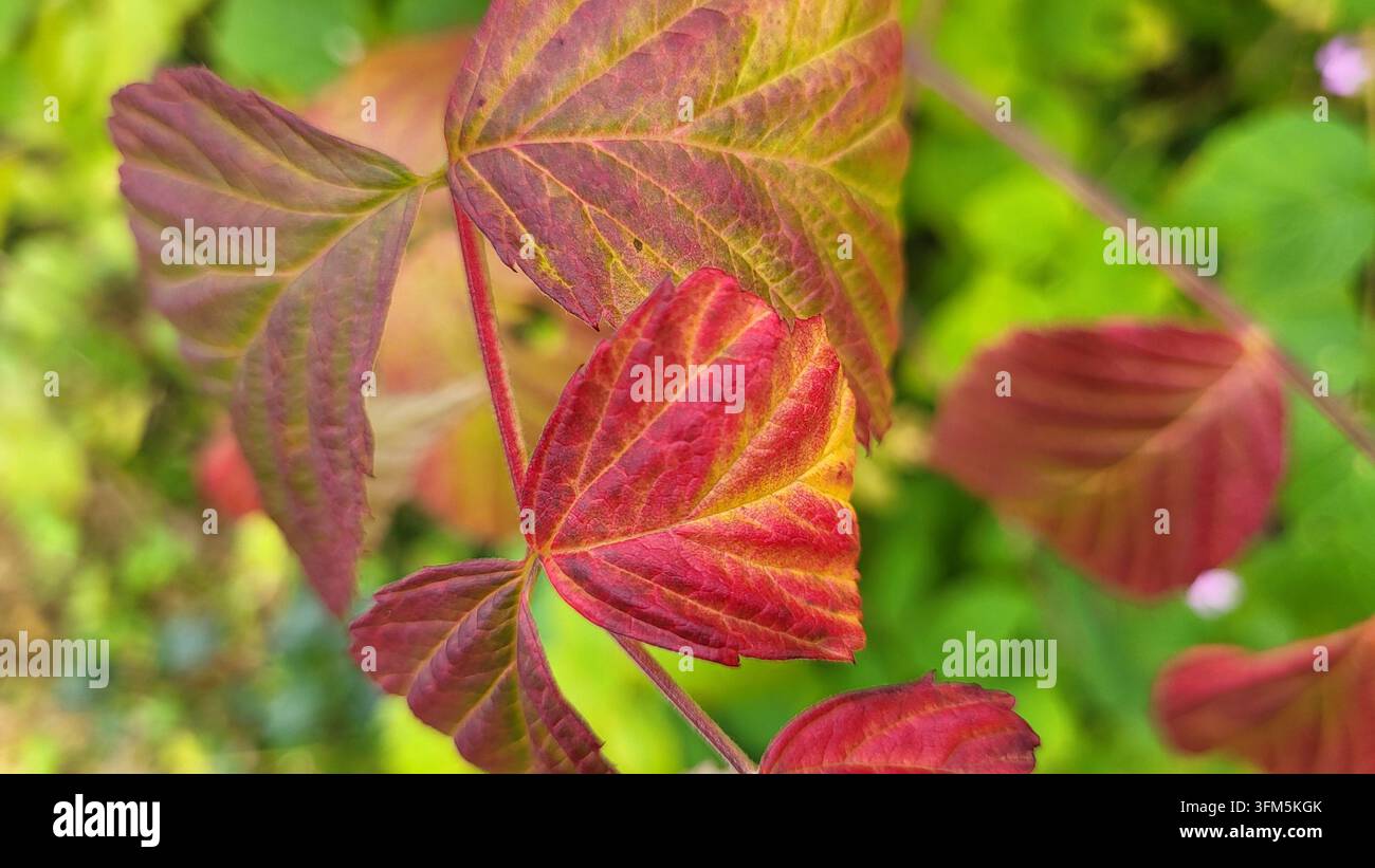 Prima unica di foglie di more gialle e rosse autunnali con curve delicate e uno sfondo verde morbido, natura svizzera Foto Stock