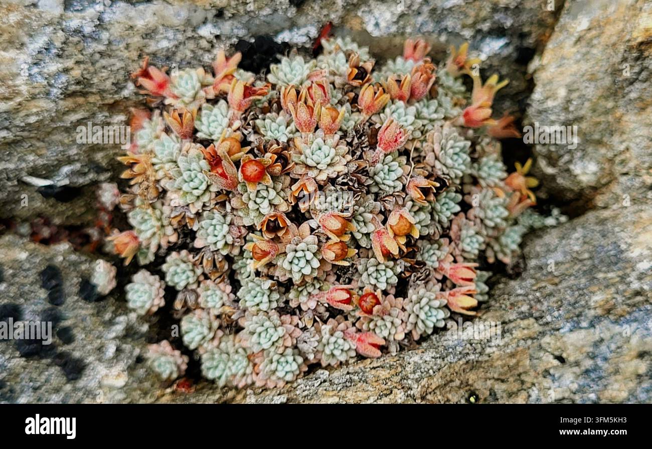 Prima piano di un gruppo di piante succulente del genere Sedum che crescono tra le rocce delle Alpi svizzere, Svizzera Foto Stock