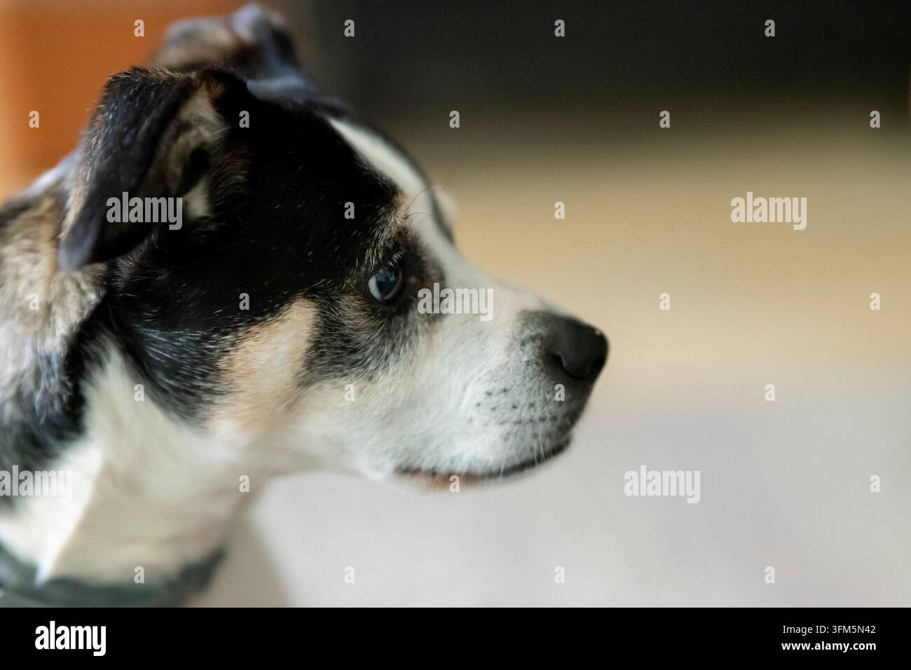 Profilo laterale di un cane attento e fedele che veglia sulla sua casa con un'espressione protettiva e calma, simboleggiando sicurezza, fiducia e devozione Foto Stock