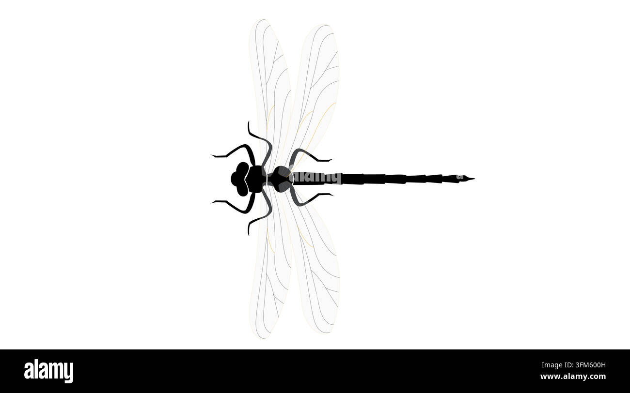 Illustrazione vettoriale di libellula. Icona grafica a silhouette nera di insetto vista dall'alto. Stile minimalista piatto di stencil di libellula Illustrazione Vettoriale