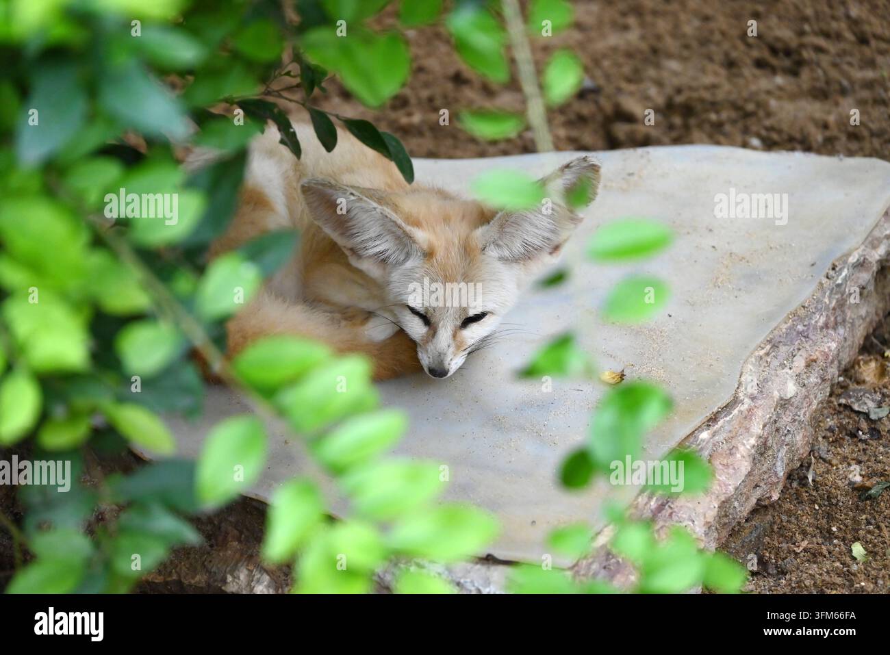 Una piccola volpe fennec con grandi orecchie sta dormendo su una roccia piatta Foto Stock