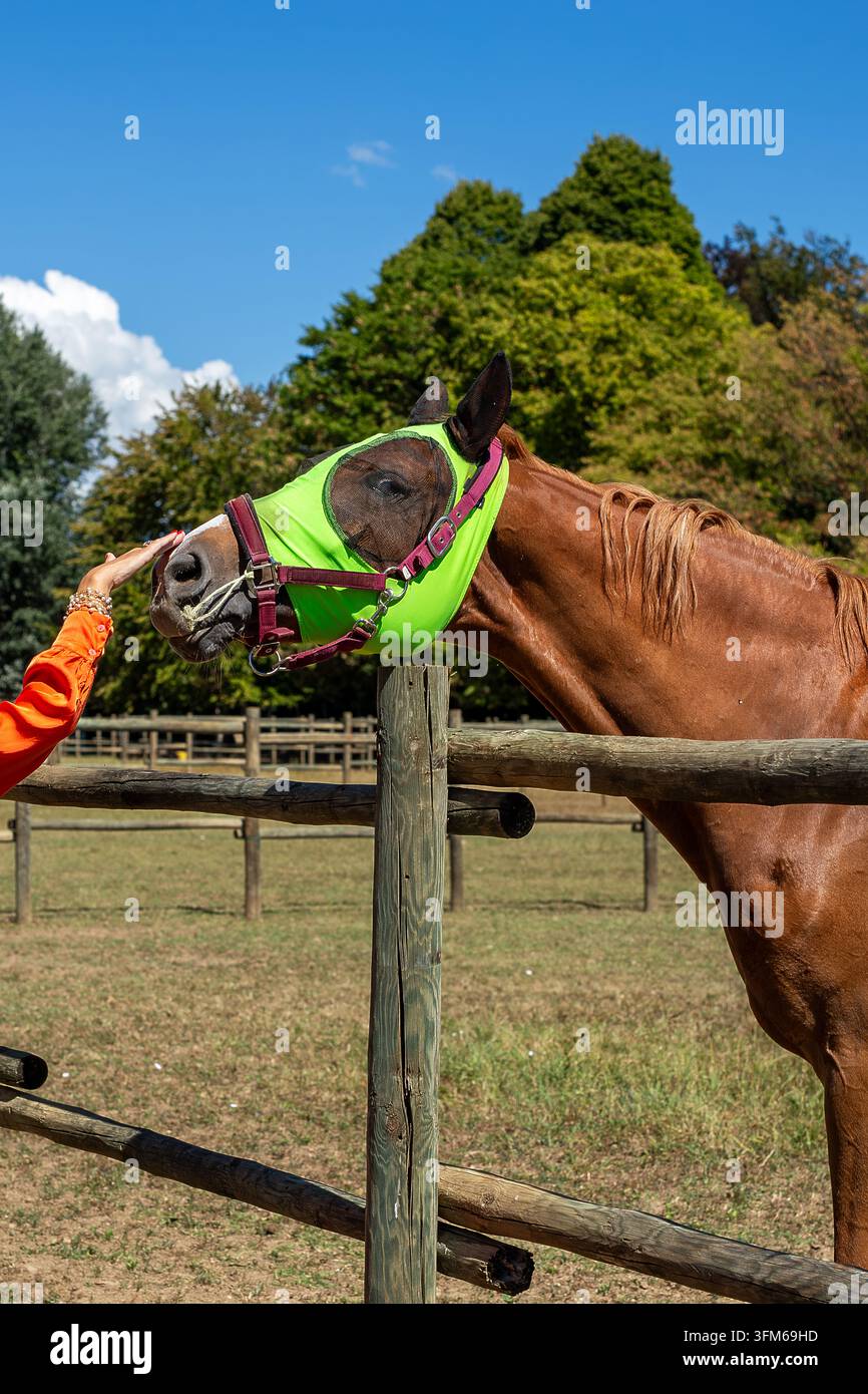 Un atleta esegue una capriola su un cavallo da passeggio, una disciplina che unisce ginnastica e danza a cavallo, praticata in una scuola di equitazione all'aperto Foto Stock