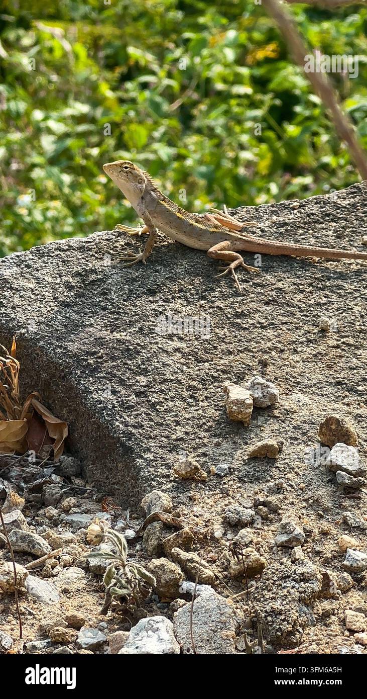 Lucertola marrone da giardino che riposa su una superficie di pietra ruvida. Una piccola lucertola marrone che si crogiola su un blocco di pietra strutturato all'aperto, circondata da terreno asciutto e vegetazione rigogliosa - Immagine stock catturata con smartphone