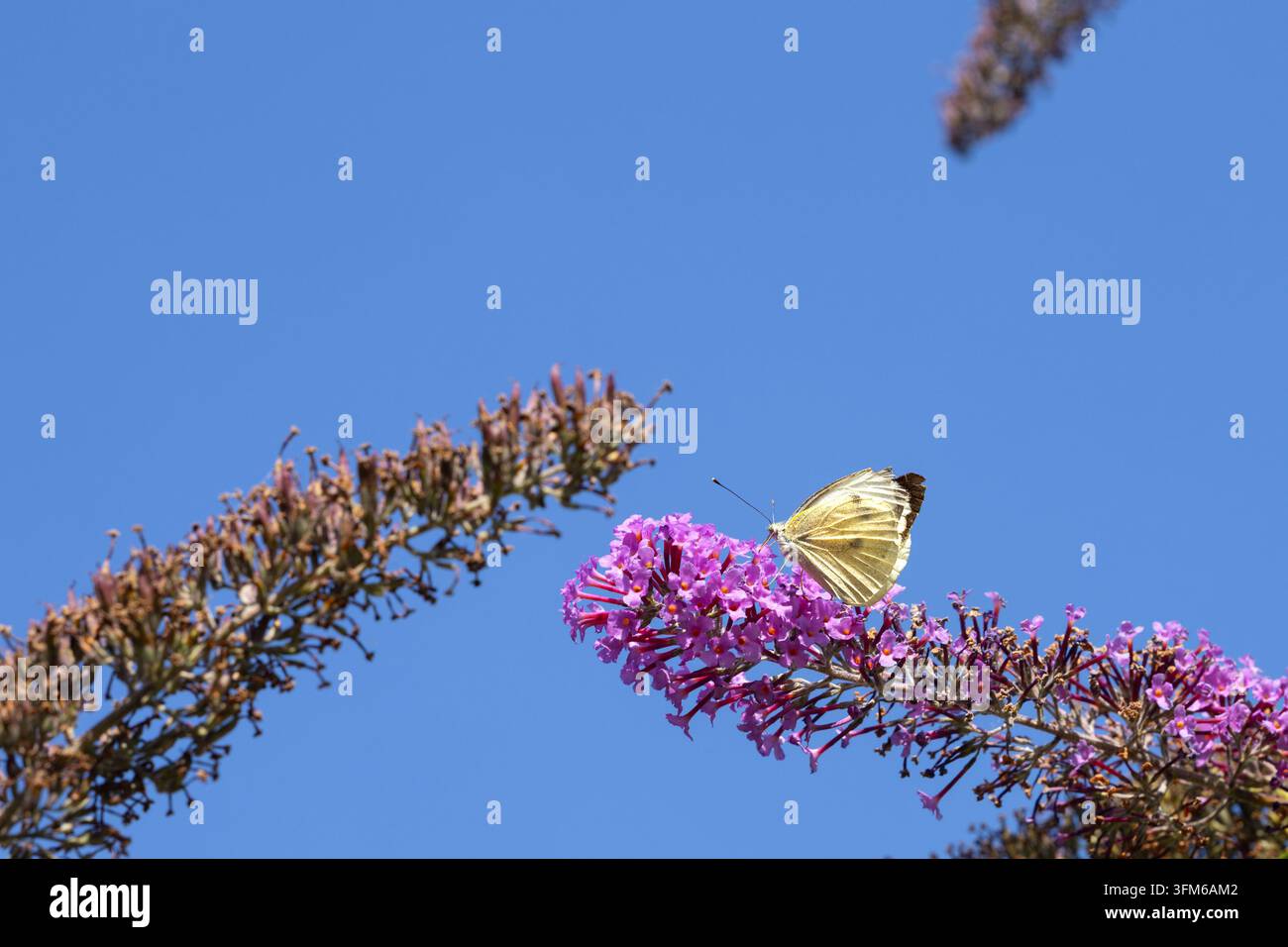 Una farfalla bianca pallida visita una spiga di fiori di buddleia viola contro un cielo blu terso. Foto Stock