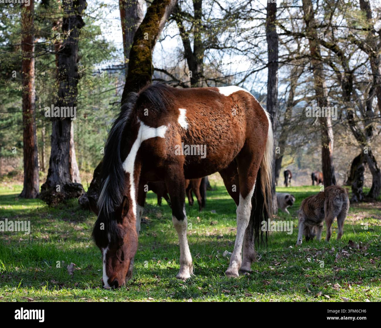 Cavallo castano e bianco abbassa la testa per pascolare su erba verde fresca in un pascolo boschivo tranquillo in primavera, circondato da alberi alti e da un altro branco che pascola Foto Stock