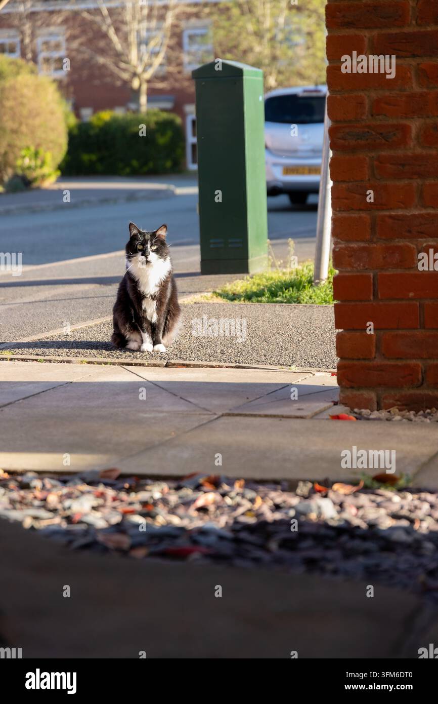 Piccolo gatto bianco e nero seduto sul marciapiede accanto a un edificio di mattoni. Foto Stock