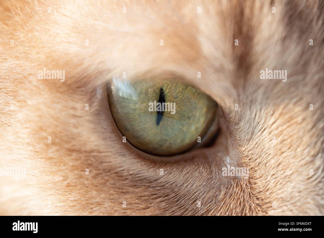 Estremo primo piano dell'occhio e del pelo striato di un gatto tigrato fulvo. Foto Stock