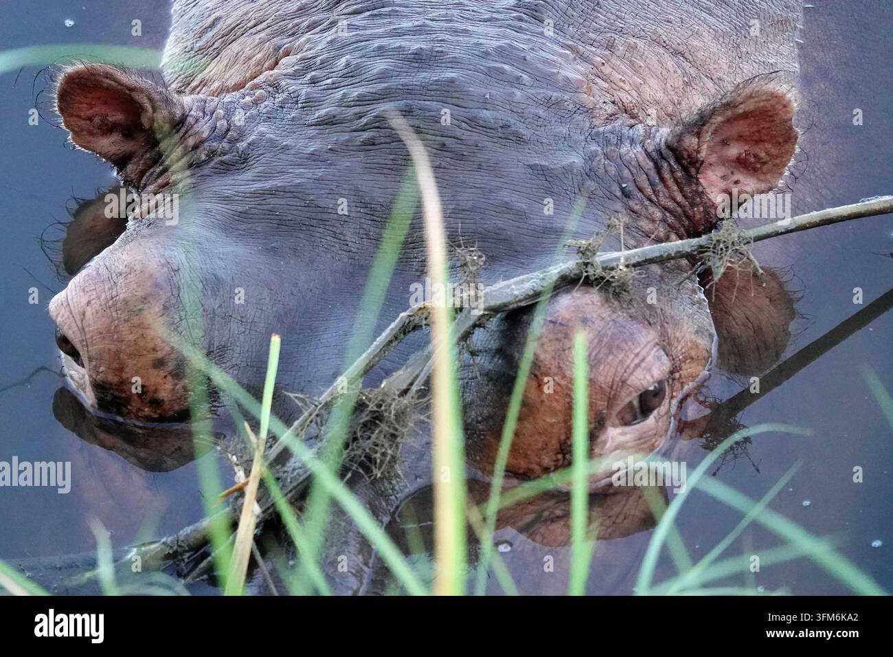 Ippopotamo parzialmente sommerso nell'acqua dietro l'erba in un safari nello Zambia, primo piano Foto Stock