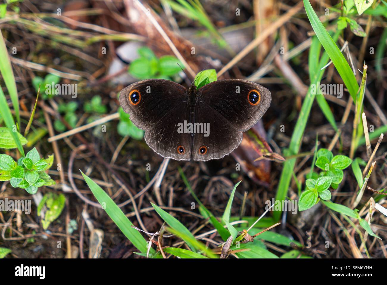 Vista dall'alto di una farfalla marrone scuro con macchie oculari ad anelli arancioni che riposa con le ali aperte sul suolo della foresta. Foto Stock