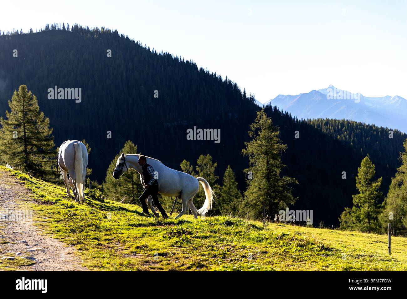 Un addetto alpino che guida due bellissimi cavalli Lipizzani bianchi attraverso un pascolo mattutino ai piedi dei maestosi picchi del massiccio del Dachstein. Foto Stock