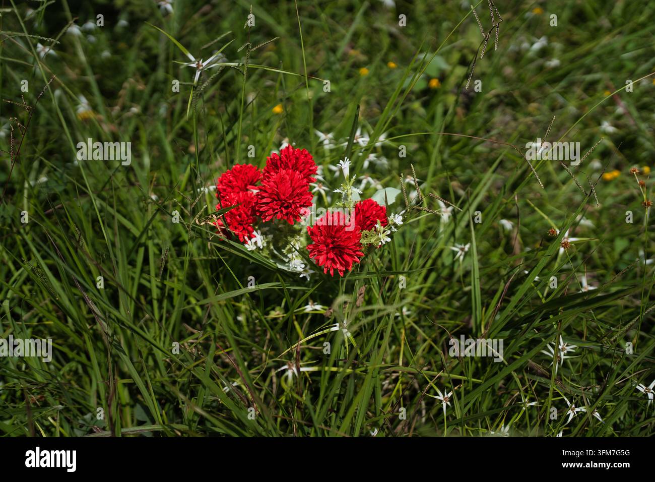 Prima vista di fiori artificiali di stoffa rossi posizionati su un campo di erba verde naturale sotto la luce del sole Foto Stock