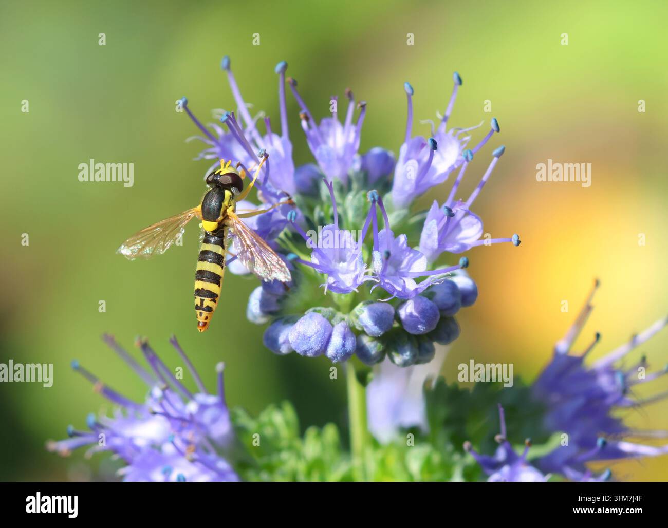 Moscerino volante a coda attorcigliata comune, Sphaerophoria scripta. Foto Stock