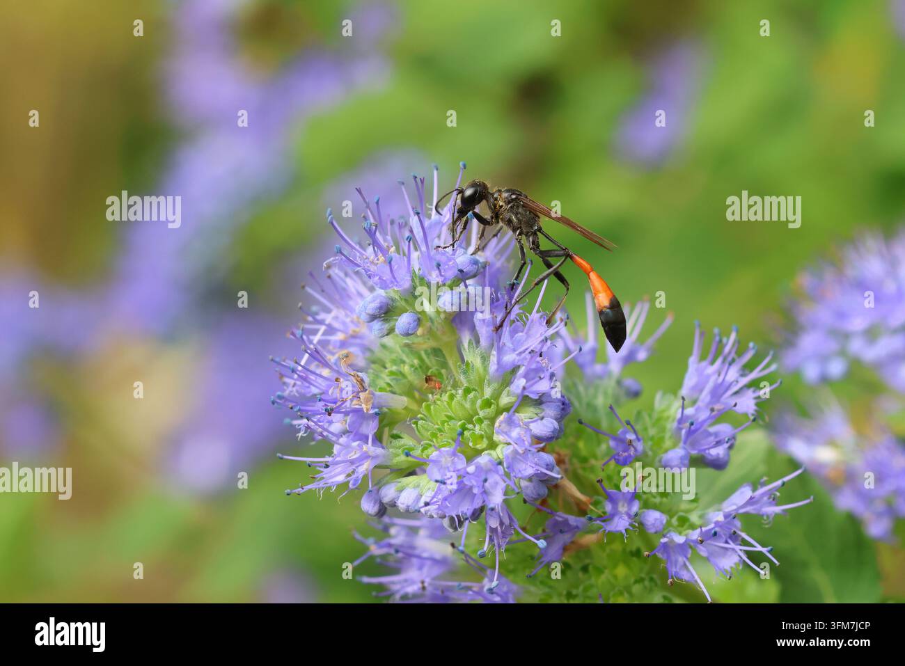 Vespa delle sabbie dalle bande rosse, Ammophila sabulosa. Foto Stock