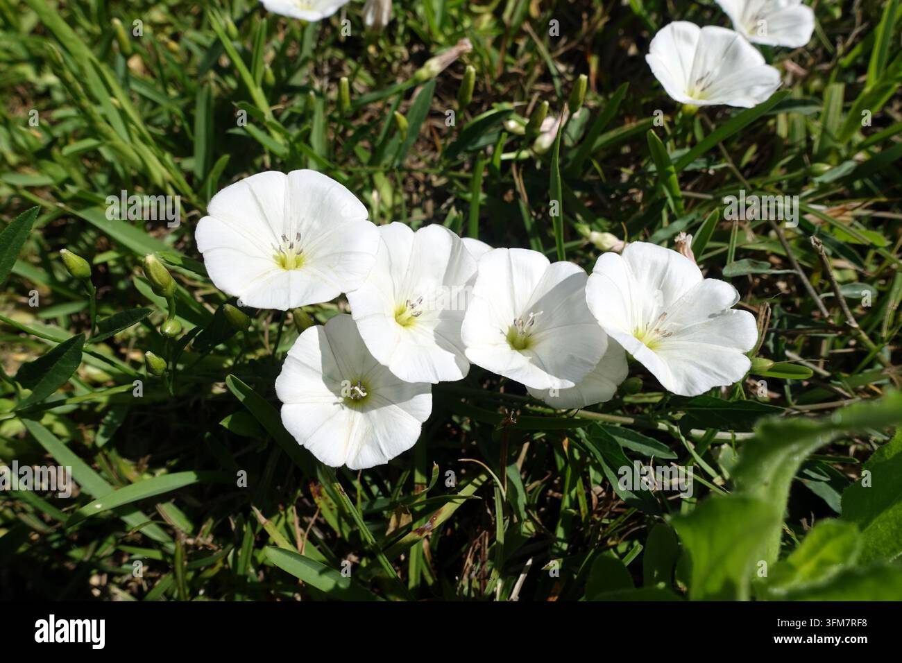 Mazzo di piccoli fiori bianchi di Convolvulus Arvensis (Laiterone comune) cresciuti in un giardino rurale greco, Katelios, Cefalonia, Grecia, UE Foto Stock