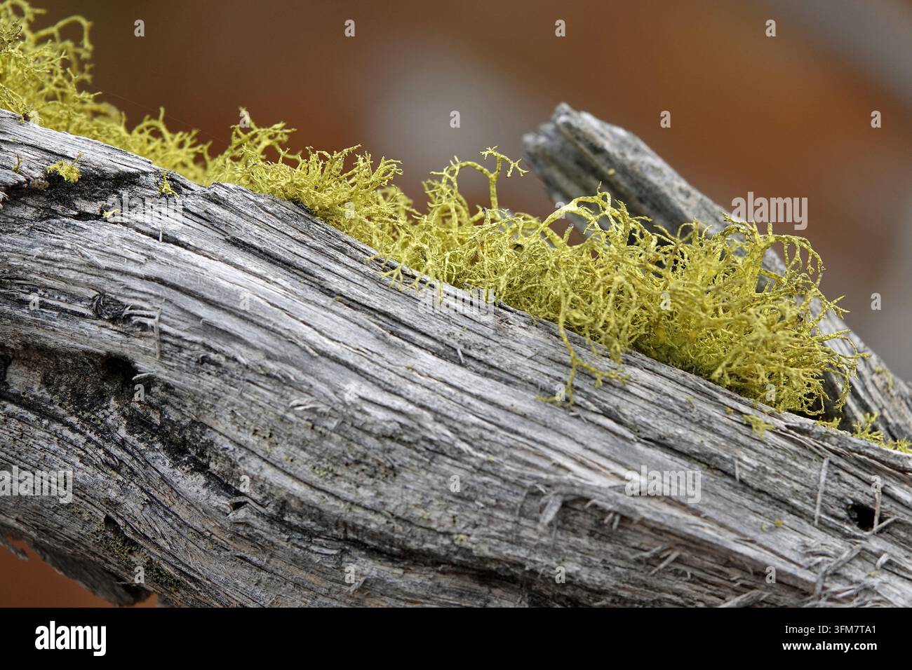 Licchia lupina (Letharia vulpina) che cresce su un ramo morto di albero, lichene fruticoso giallo-verde vibrante in primo piano, Parco nazionale di Yellowstone, Wyoming, USA Foto Stock