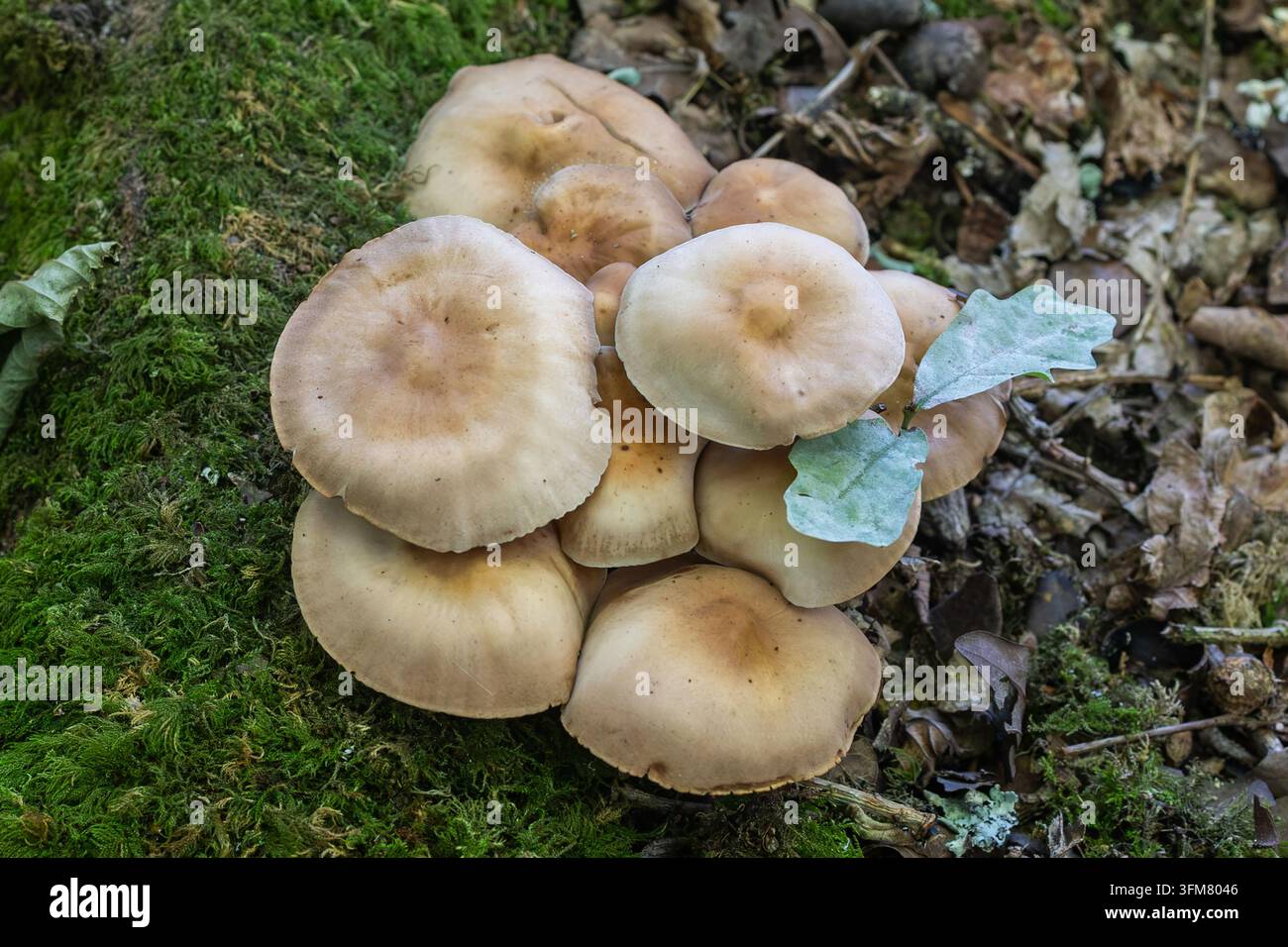 Un grappolo di piccoli funghi marroni e arrotondati tra il muschio Foto Stock