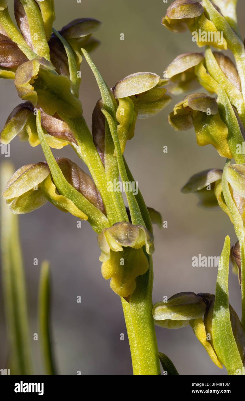 Spighe di fiori di orchidea nana alpina Foto Stock