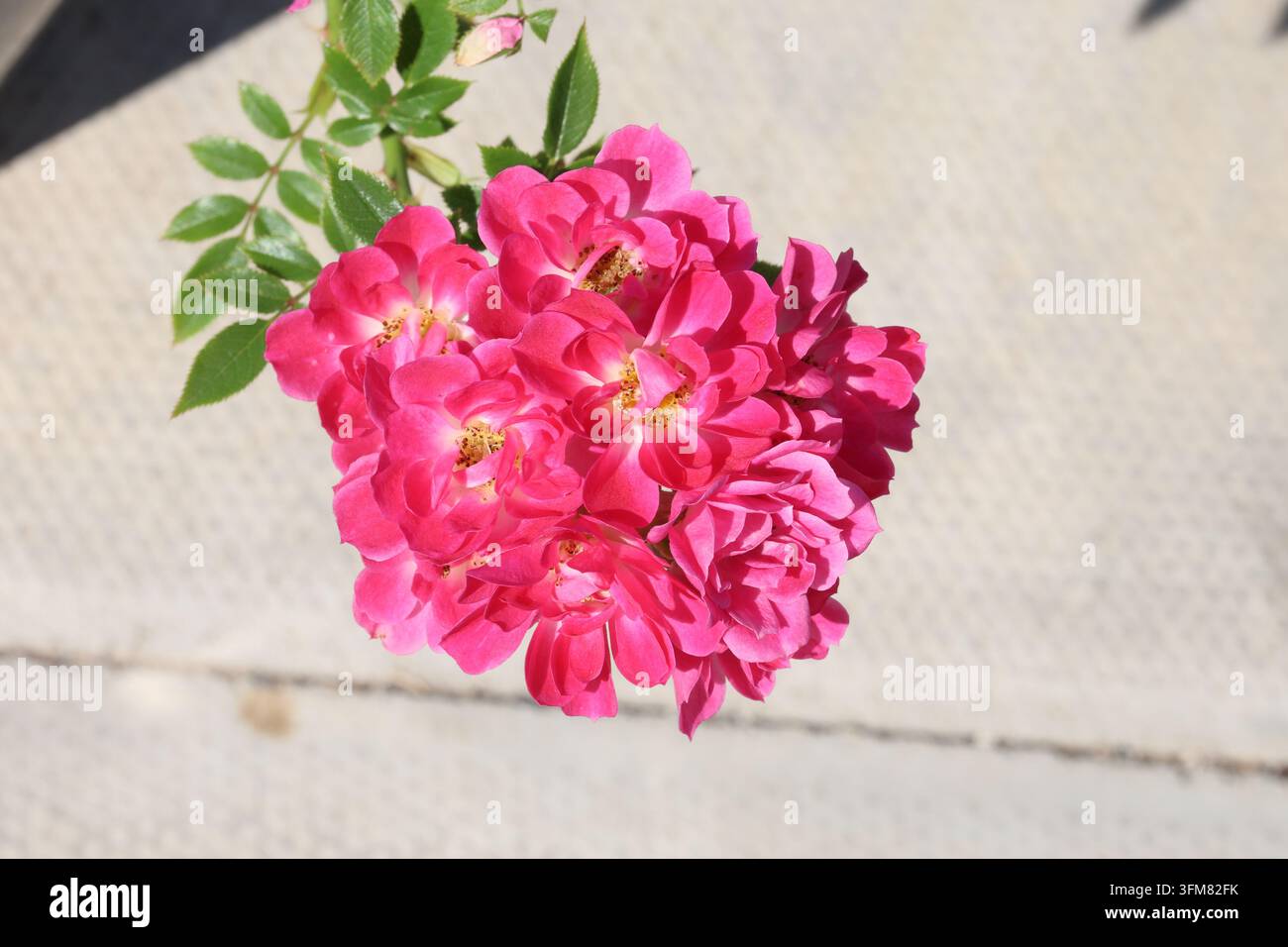 Rosa 'Glowing Pink'. Masse di fiori di rosa miniati semi doppi di un rosa acceso rossastro nell'estate. Foto Stock