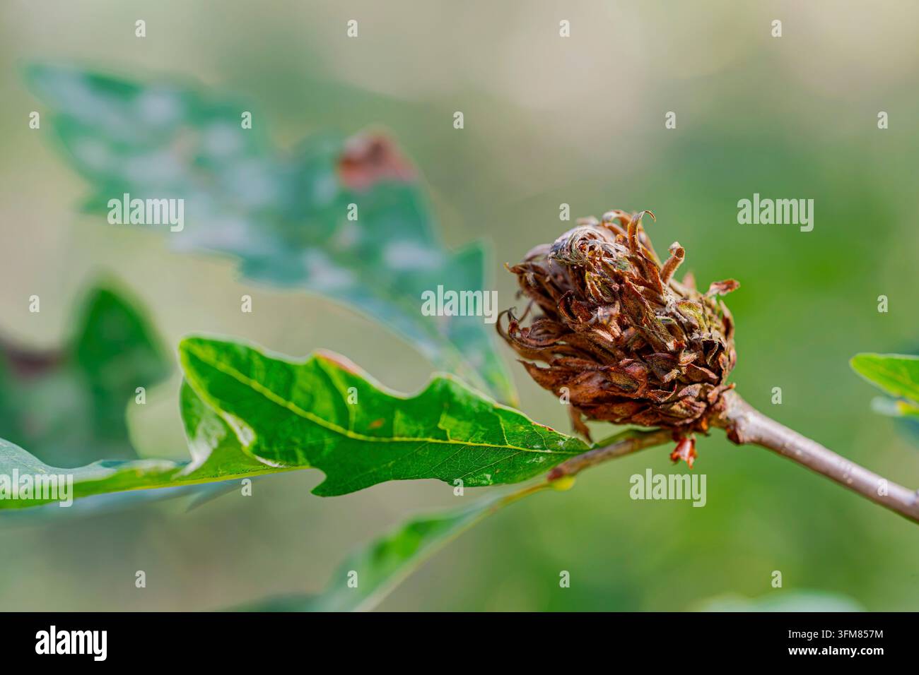 Vespa galligena della rosa di quercia (Andricus fecundator), su un ramo di quercia, Bassa Sassonia, Germania Foto Stock