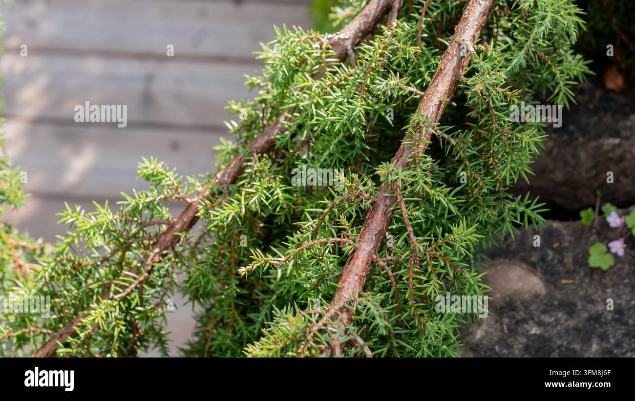Rami di conifere sempreverdi densi con fogliame aghiforme fine e corteccia bruno-rossastra accanto a pannelli di legno stagionato e terreno scuro in un contesto di giardino all'aperto Foto Stock