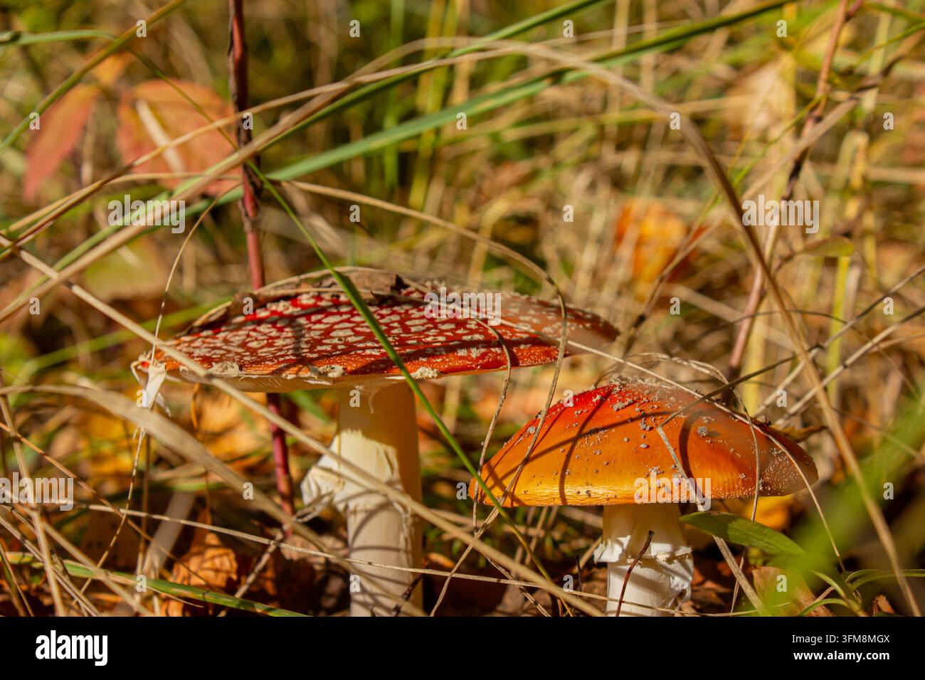 Funghi Amanita muscaria (Amanita muscaria) che crescono tra erba secca e fogliame autunnale in una foresta illuminata dal sole, sfondo naturale stagionale colorato Foto Stock